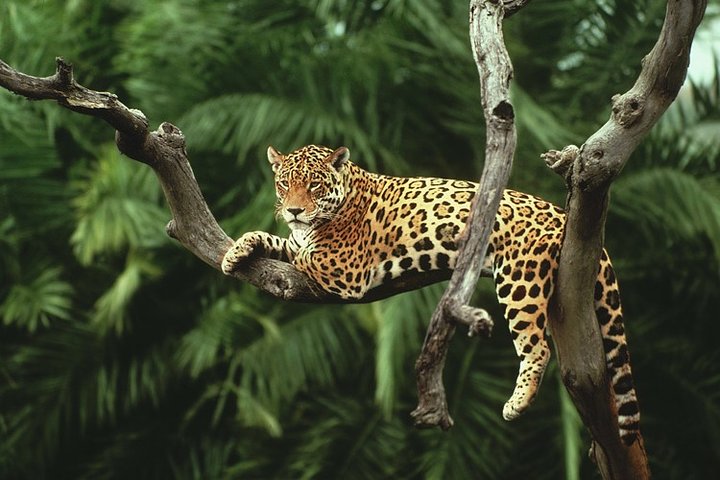 La Paz Waterfall Gardens and Wildlife Refuge Tour from San Jose