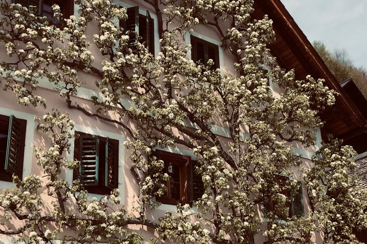 Private Full-Day Tour of Hallstatt and Salzkammergut from Salzburg with Options