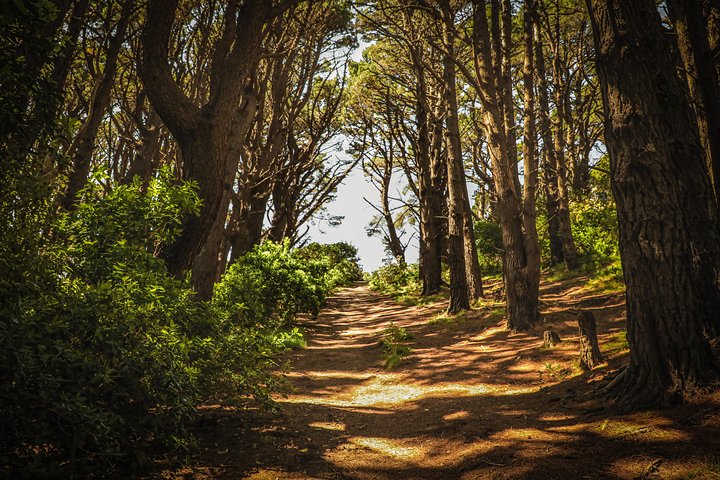 Wellington's Original HD LOTR Experience - includes Weta Tour