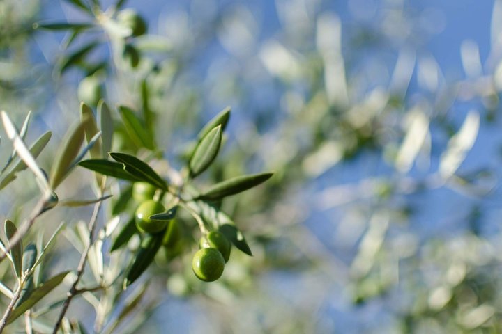 Visit to the oil mill with EVOO experiences in Cuenca