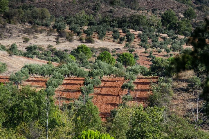 Visit to the oil mill with EVOO experiences in Cuenca