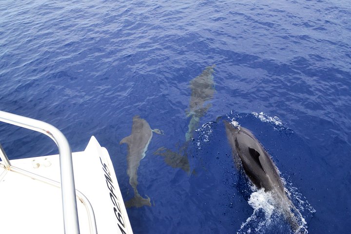 VipDolphins Luxury Whale Watching