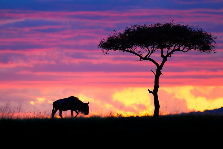 8 Days Masai Mara & Zanzibar Honeymoon Package