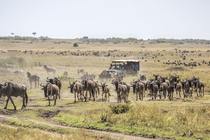 8 Days Masai Mara & Zanzibar Honeymoon Package