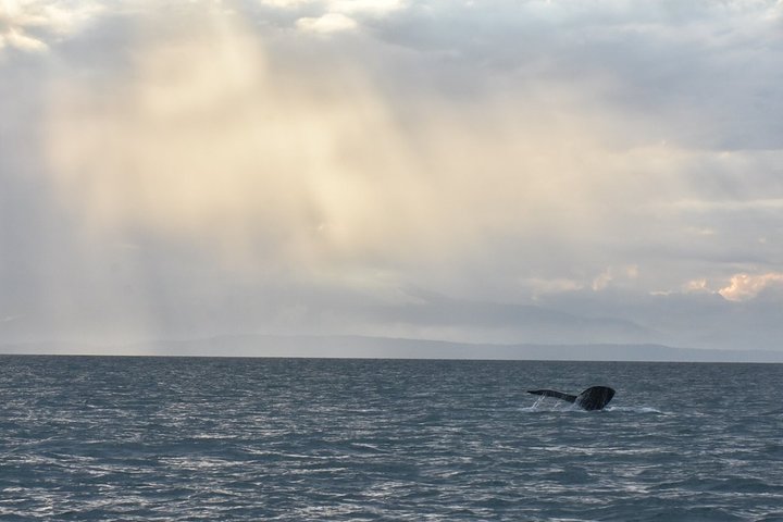Vancouver Half-Day Whale Watching Adventure with Free Photos