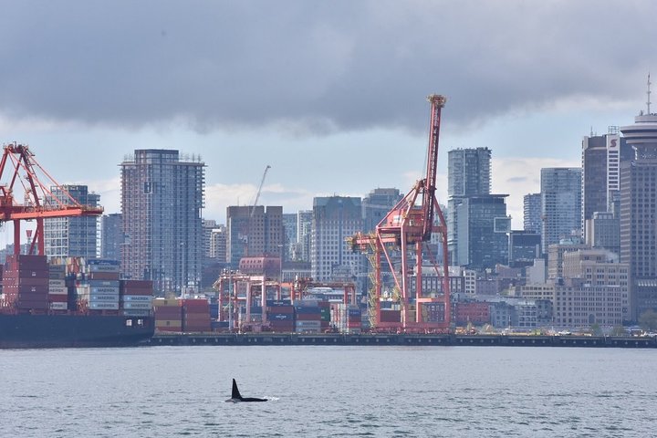 Vancouver Half-Day Whale Watching Adventure with Free Photos