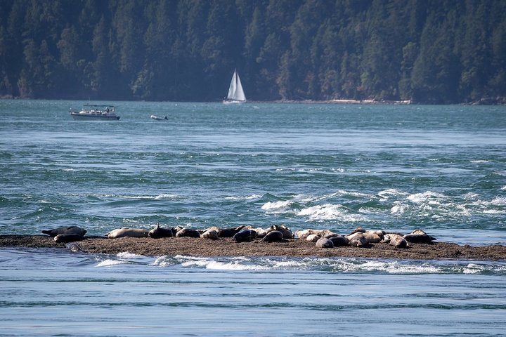Vancouver Half-Day Whale Watching Adventure with Free Photos