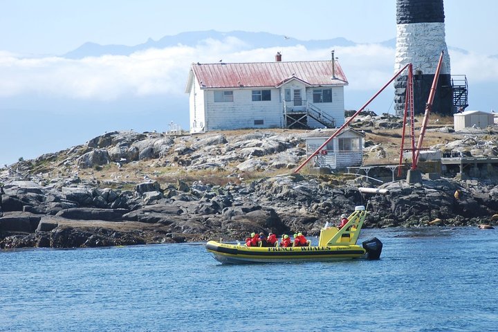 Victoria Zodiac Boat Whale Watching Adventure