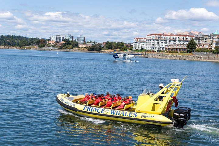 Victoria Zodiac Boat Whale Watching Adventure