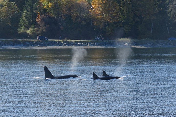 Victoria Zodiac Boat Whale Watching Adventure