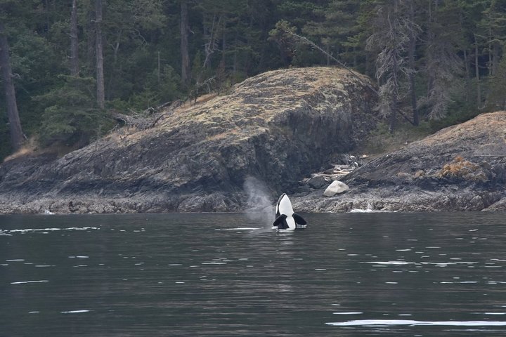 Victoria Zodiac Boat Whale Watching Adventure