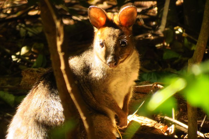 Byron Bay Wildlife Safari