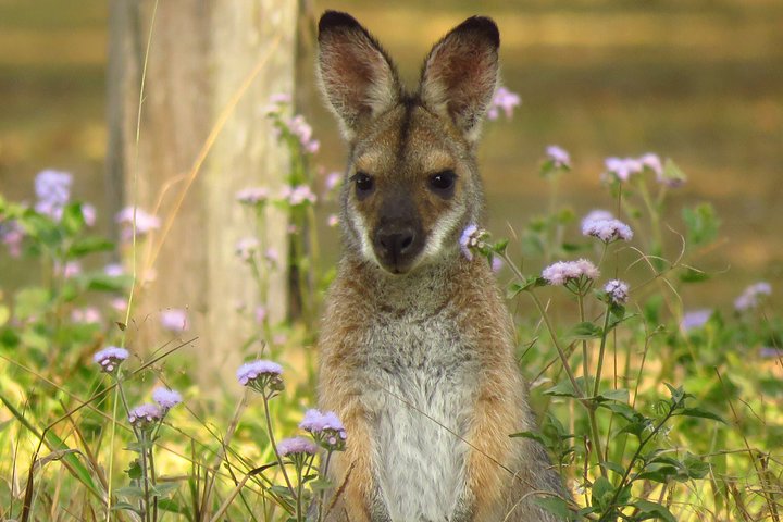 Byron Bay Wildlife Safari
