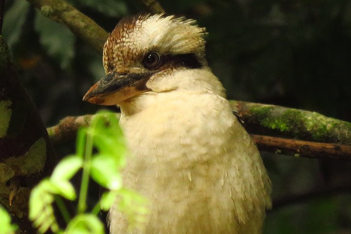 Byron Bay Wildlife Safari