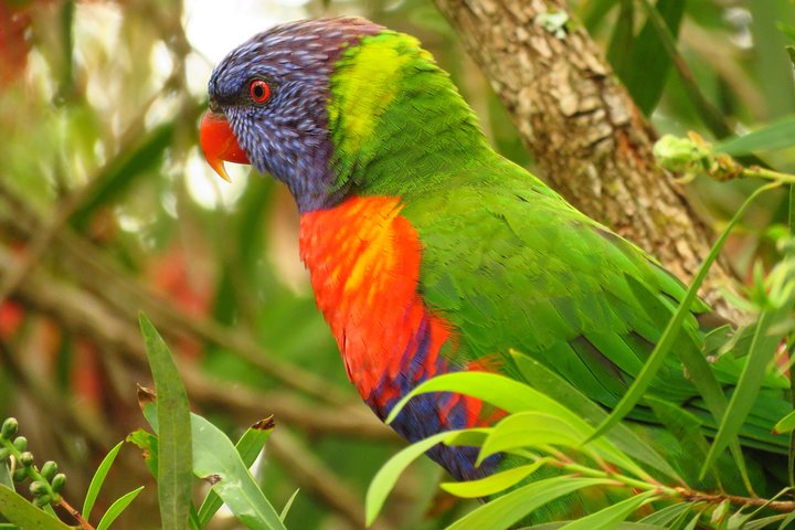 Byron Bay Wildlife Safari