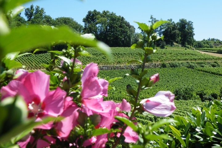 Saint Emilion Wine Tour Tasting Half Day from Bordeaux