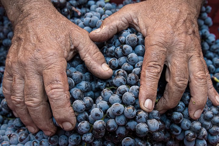 Montalcino: Brunello Wine Tasting & Lunch in a Tuscan Castle