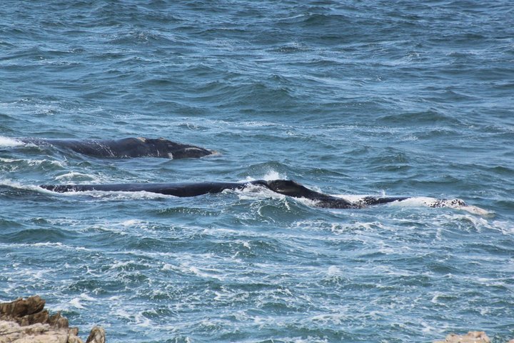 Whale Watching Walking Tours (Land-Based) - from 15th JUNE 2026