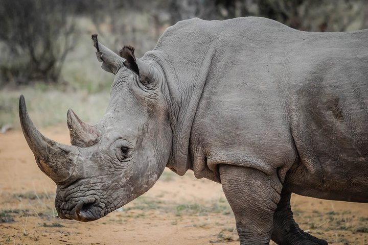 Private Adventure: Nairobi park, Elephants & Giraffe centre