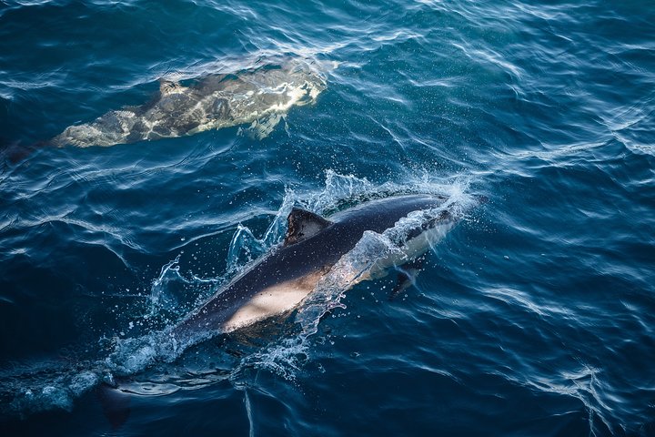 Sydney Whale Watching Cruise with Whale Sighting Guarantee