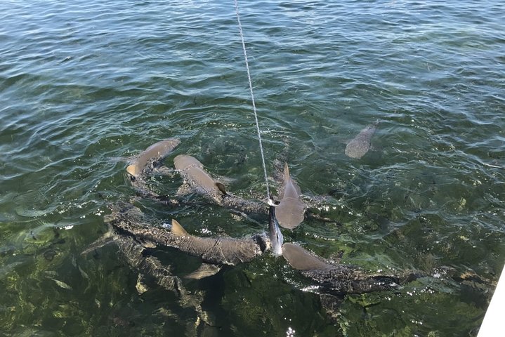 Shark and Wildlife Viewing Adventure in Key West