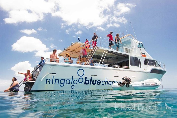 Swimming with the Whale Sharks - Ningaloo Reef (Exmouth)