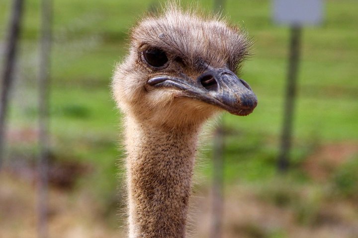 Wildlife Safari in the Garden Route - 4 Days
