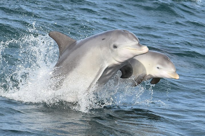 Mandurah Dolphin Cruise and Views