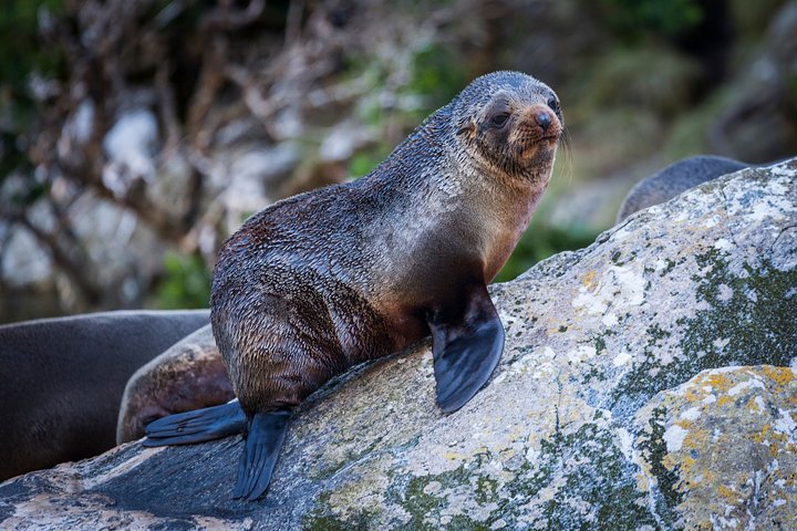 Milford Sound Premium Small Group Tour & Cruise from Queenstown