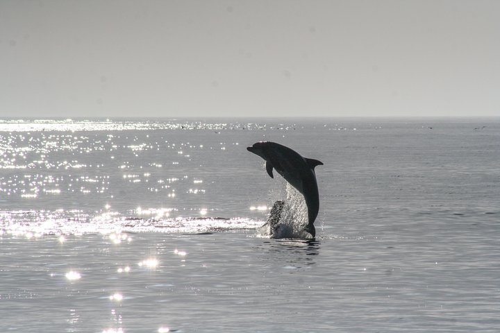 BIG FUN Dolphin Cruise & Sealife Experiece ORANGE BEACH ALABAMA