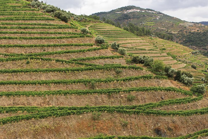 Douro Valley Premium Small-Group Tour: Wine, Lunch & Cruise