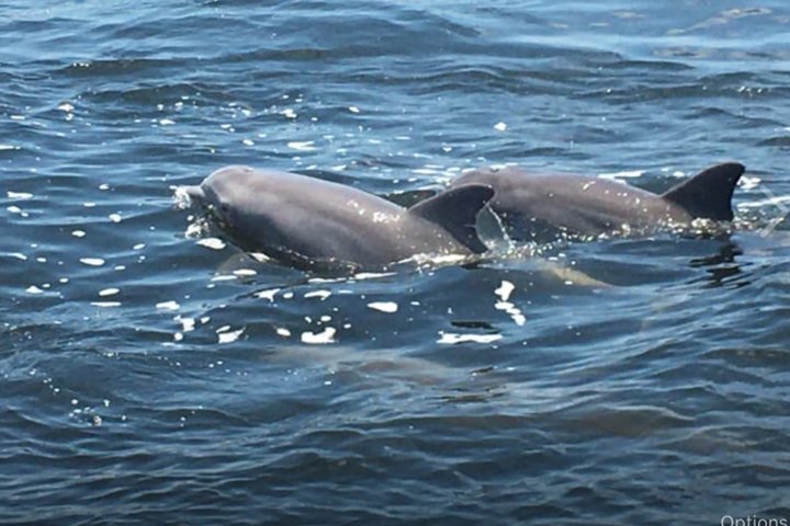 BIG FUN Dolphin Cruise & Sealife Experiece ORANGE BEACH ALABAMA