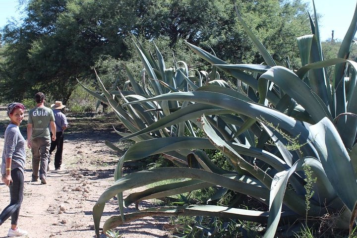 Ancestral Drinks: Mezcal and Pulque from the Heart of the Desert