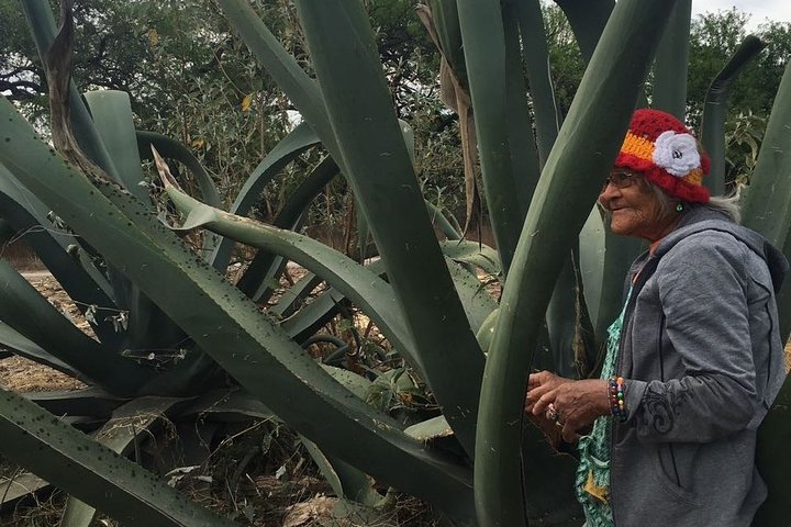 Ancestral Drinks: Mezcal and Pulque from the Heart of the Desert