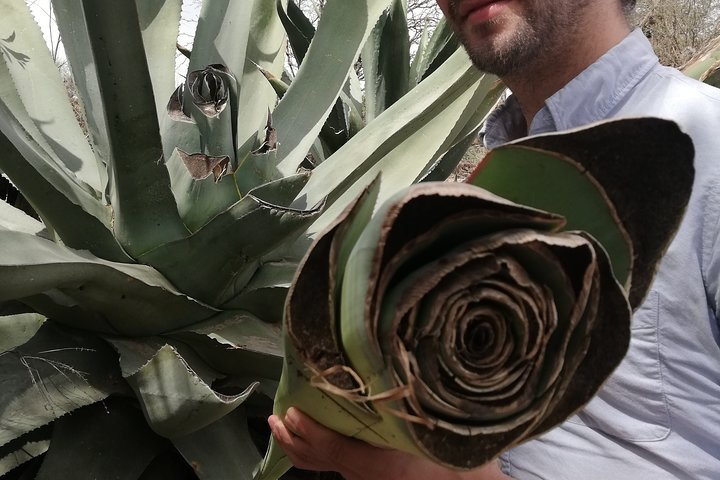 Ancestral Drinks: Mezcal and Pulque from the Heart of the Desert