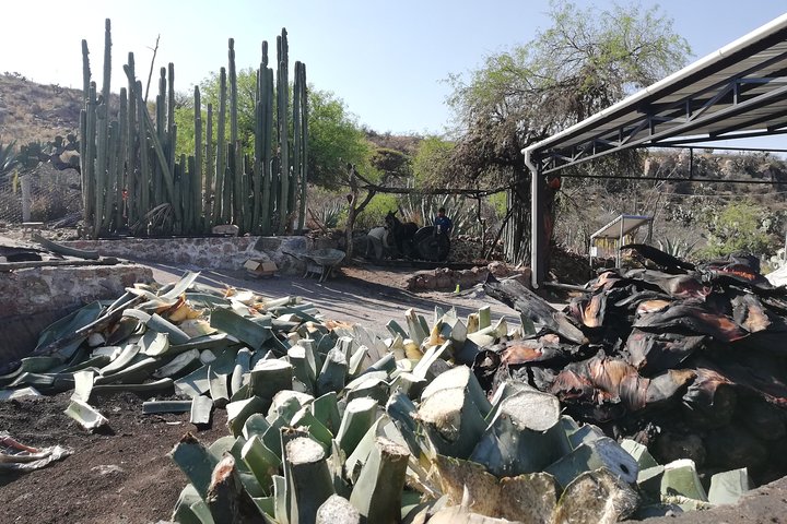 Ancestral Drinks: Mezcal and Pulque from the Heart of the Desert