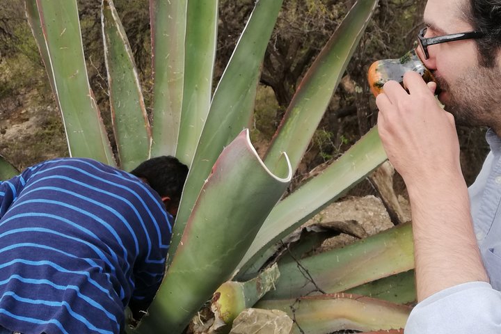 Ancestral Drinks: Mezcal and Pulque from the Heart of the Desert