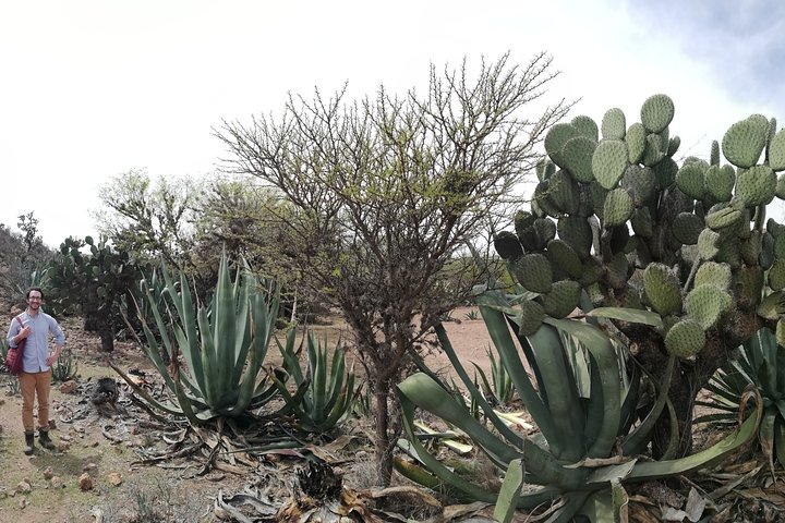 Ancestral Drinks: Mezcal and Pulque from the Heart of the Desert