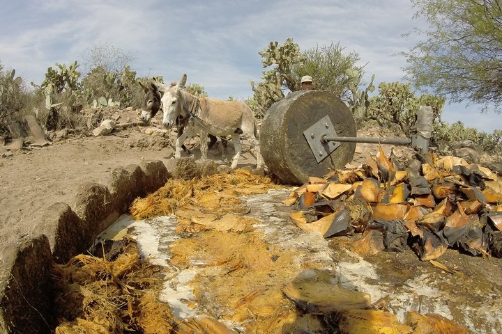 Ancestral Drinks: Mezcal and Pulque from the Heart of the Desert