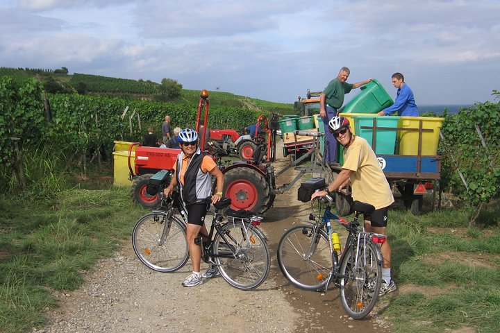 Through Alsace Vineyards and Wine Villages Private Bike Tour