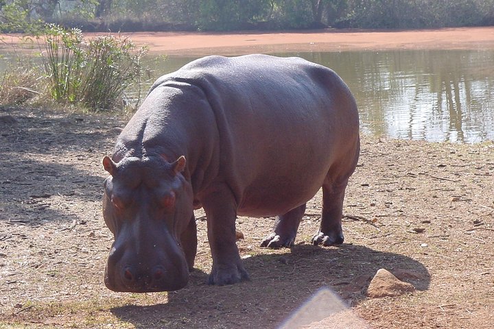 Wildlife Safari in the Garden Route - 4 Days