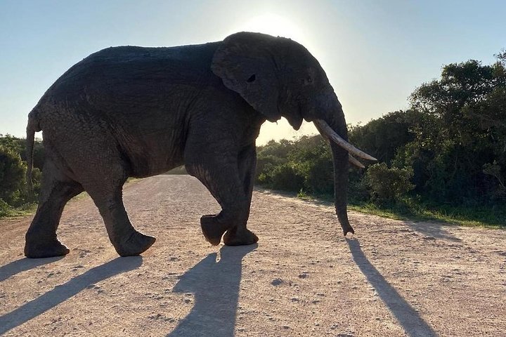 Wildlife Safari in the Garden Route - 4 Days