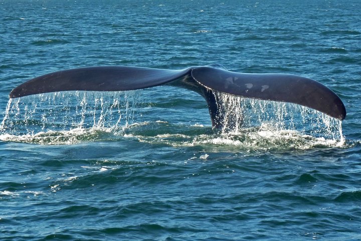 Wildlife Safari in the Garden Route - 4 Days