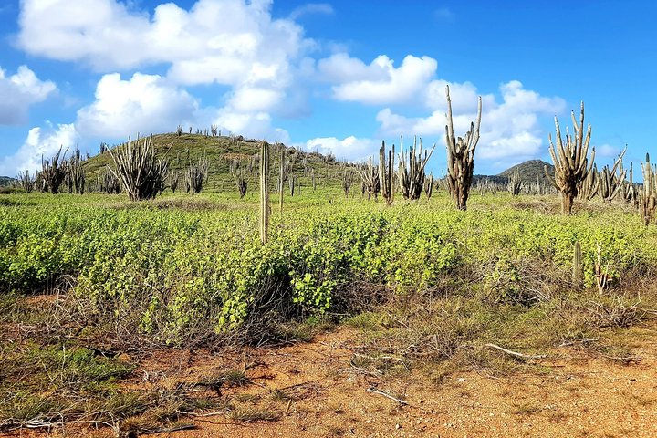 Washington Slagbaai National Park Tour in Bonaire