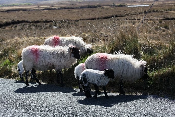 From Galway: Guided tour of Connemara with 3 hour stop at Connemara National Pk.