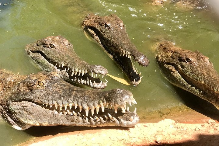 Malcolm Douglas Crocodile Park Tour Including Transportation