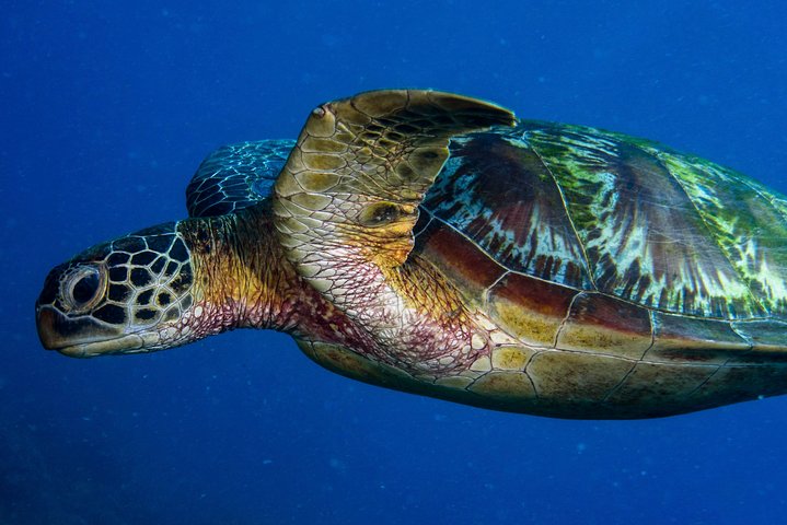 Skip the Ticketing Line: Aquarium of the Pacific General Admission Ticket