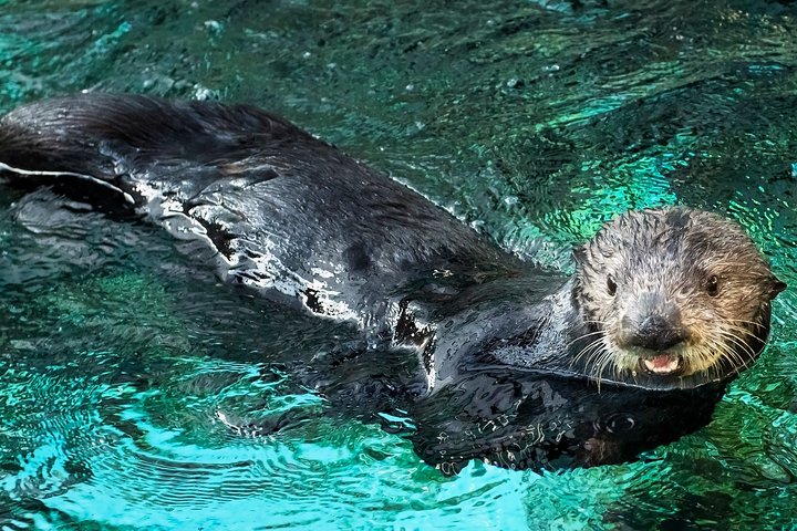 Skip the Ticketing Line: Aquarium of the Pacific General Admission Ticket