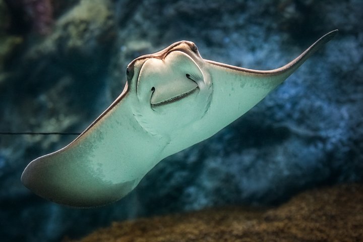 Skip the Ticketing Line: Aquarium of the Pacific General Admission Ticket
