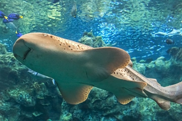 Skip the Ticketing Line: Aquarium of the Pacific General Admission Ticket